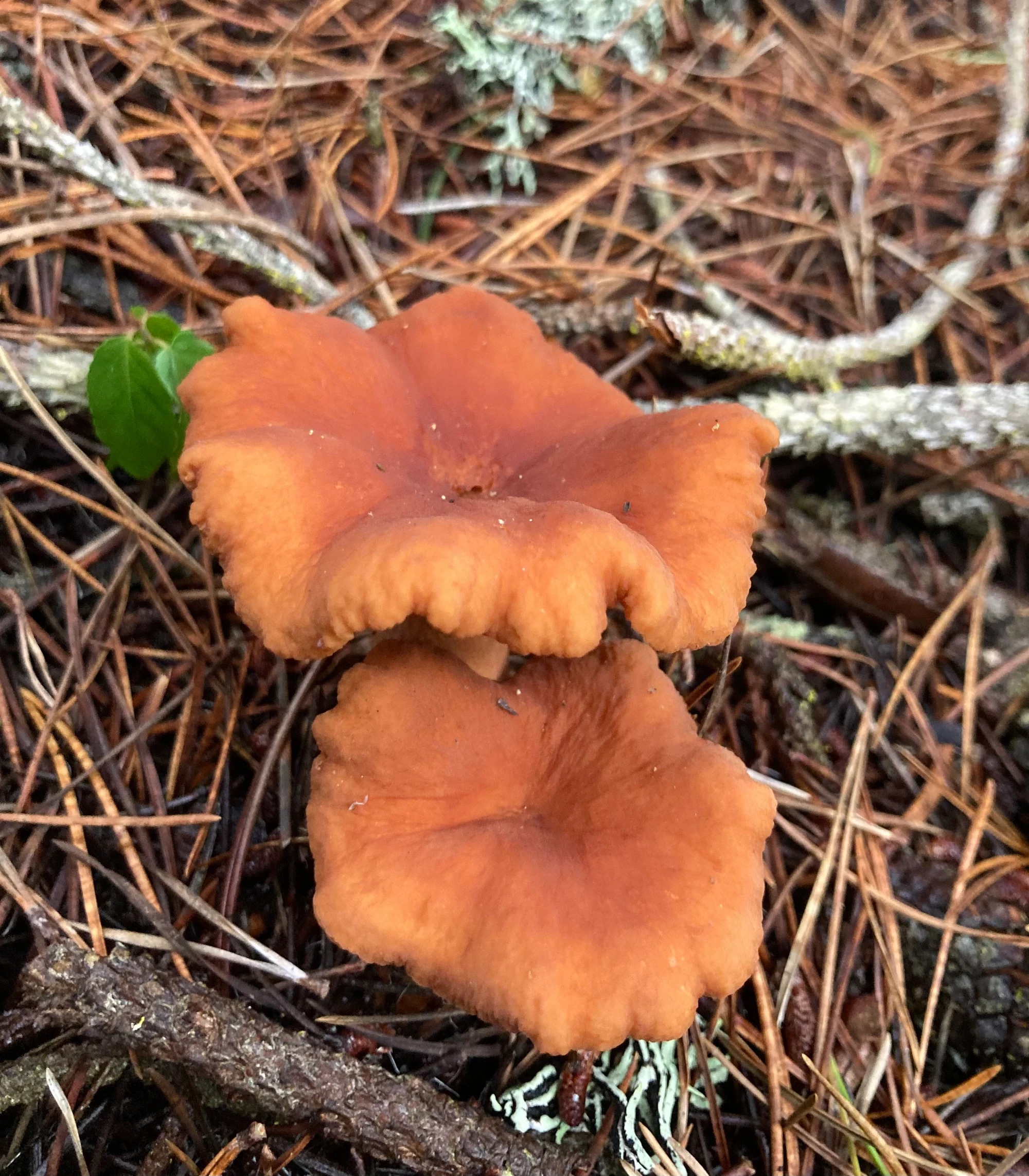 Candy Caps: The Mushroom That Smells Like Maple Syrup