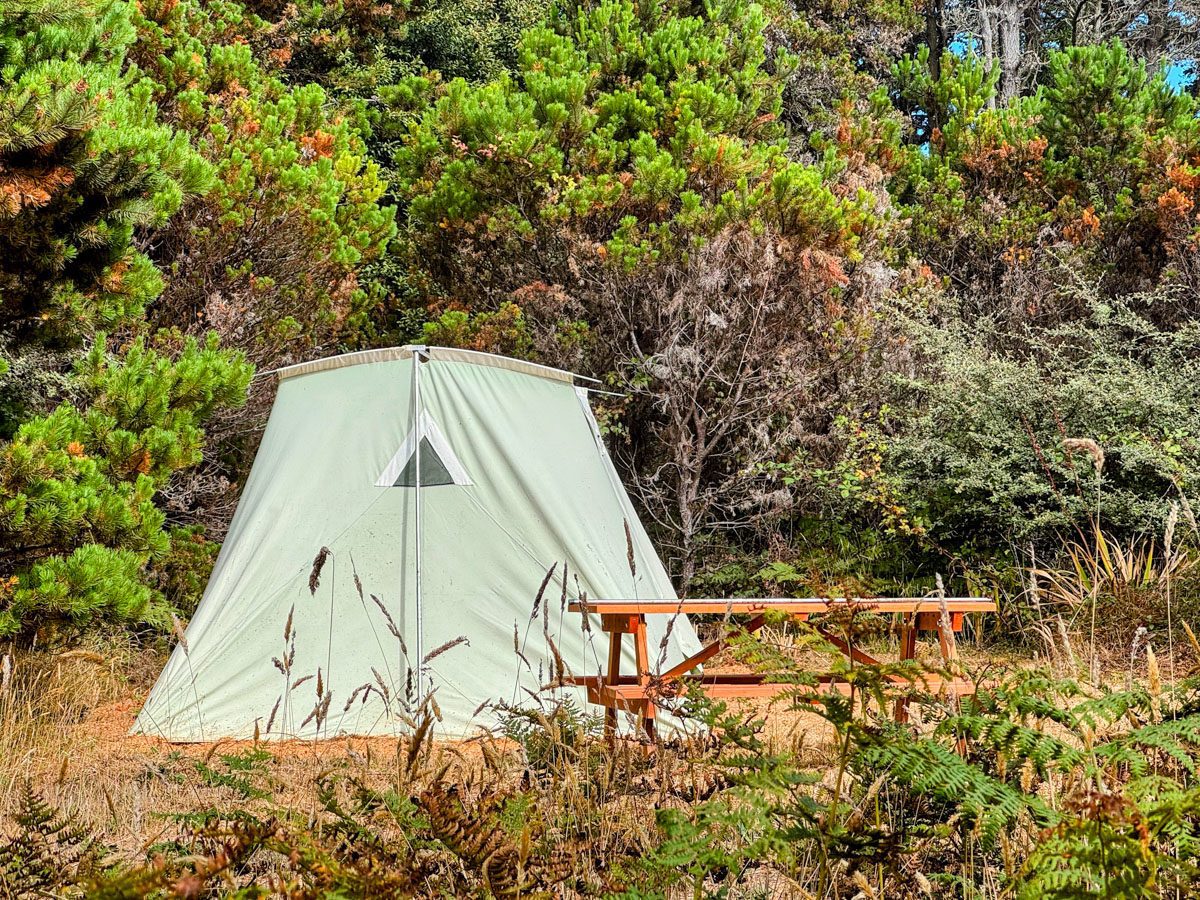 A canvas bell tent tucked into thick green coastal forest
