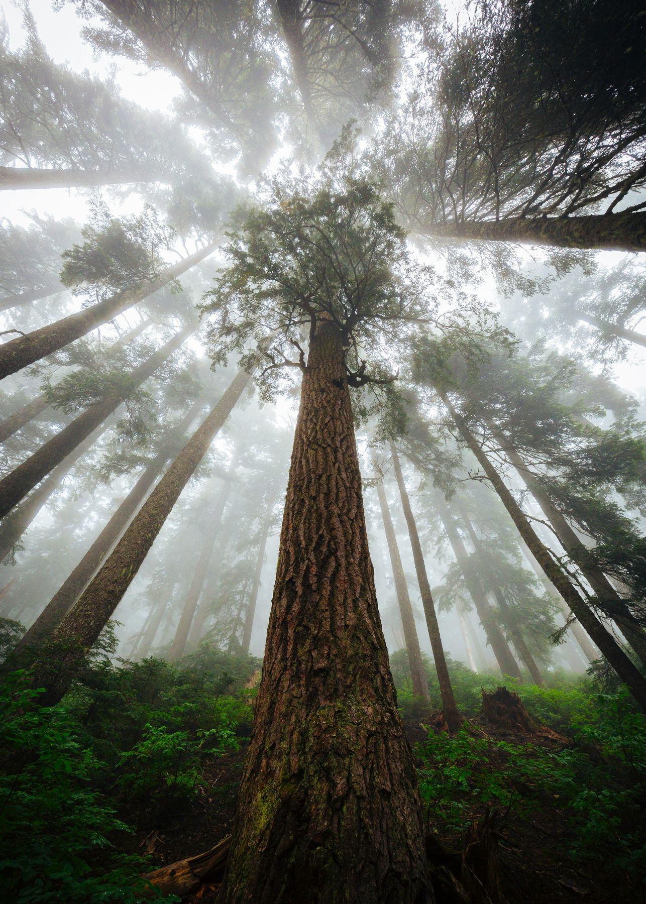 Looking up into a forest canopy with fog moving through the trees