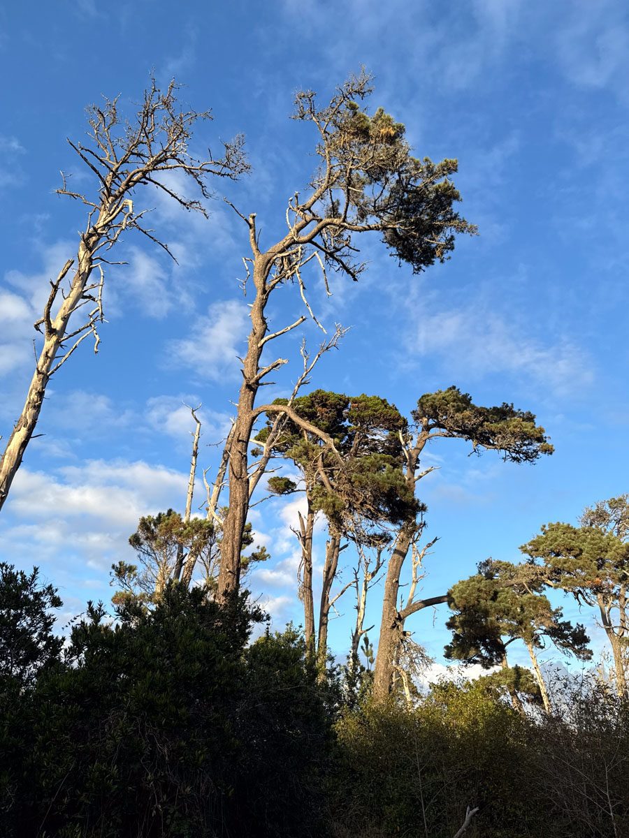 Wind-shaped coastal pines against an open sky