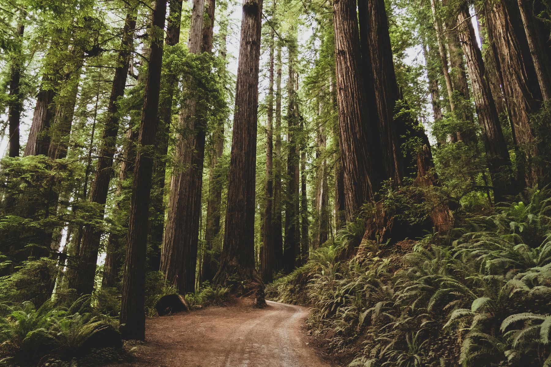 A trail running through tall coastal forest and ferns