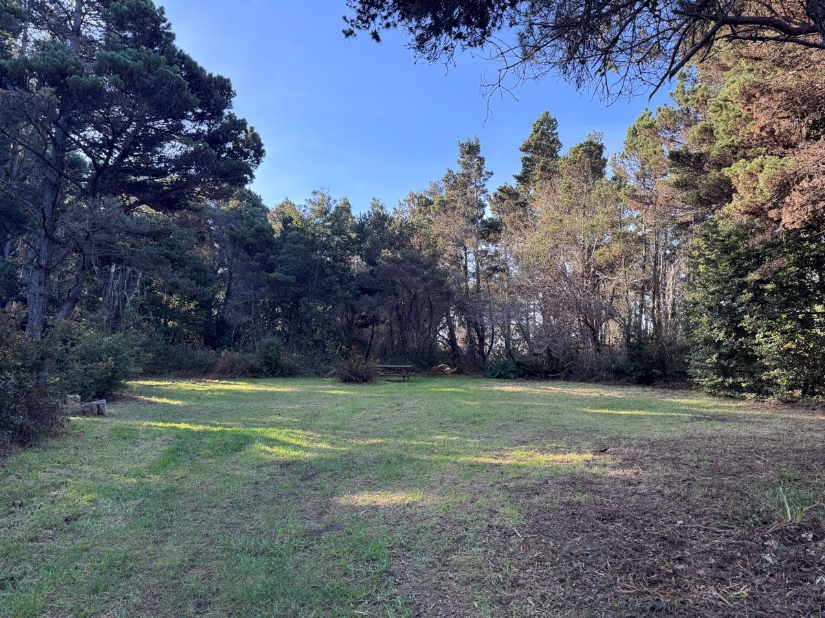 An open meadow ringed by coastal pines in early morning light