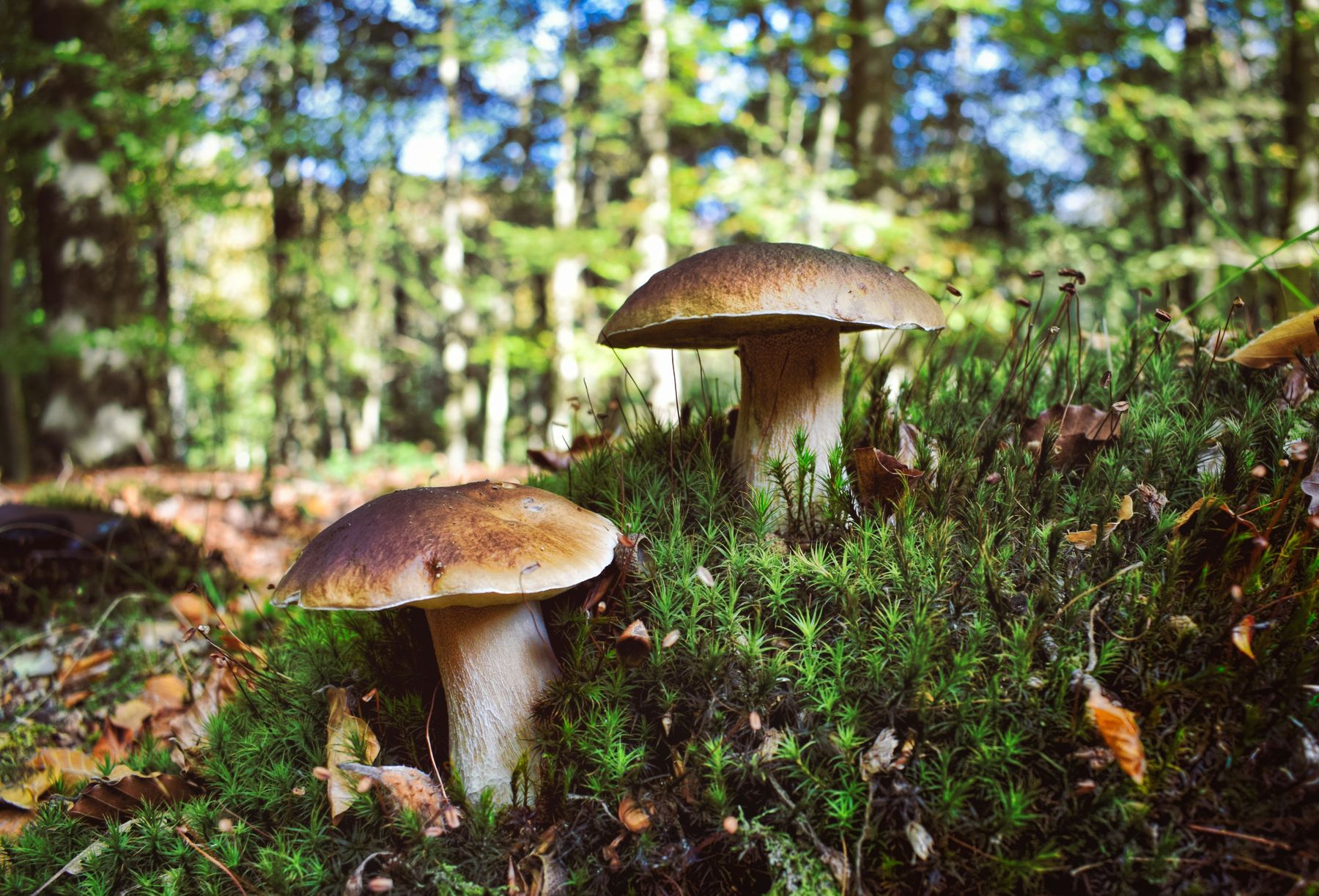 Mushrooms growing in deep moss on the forest floor
