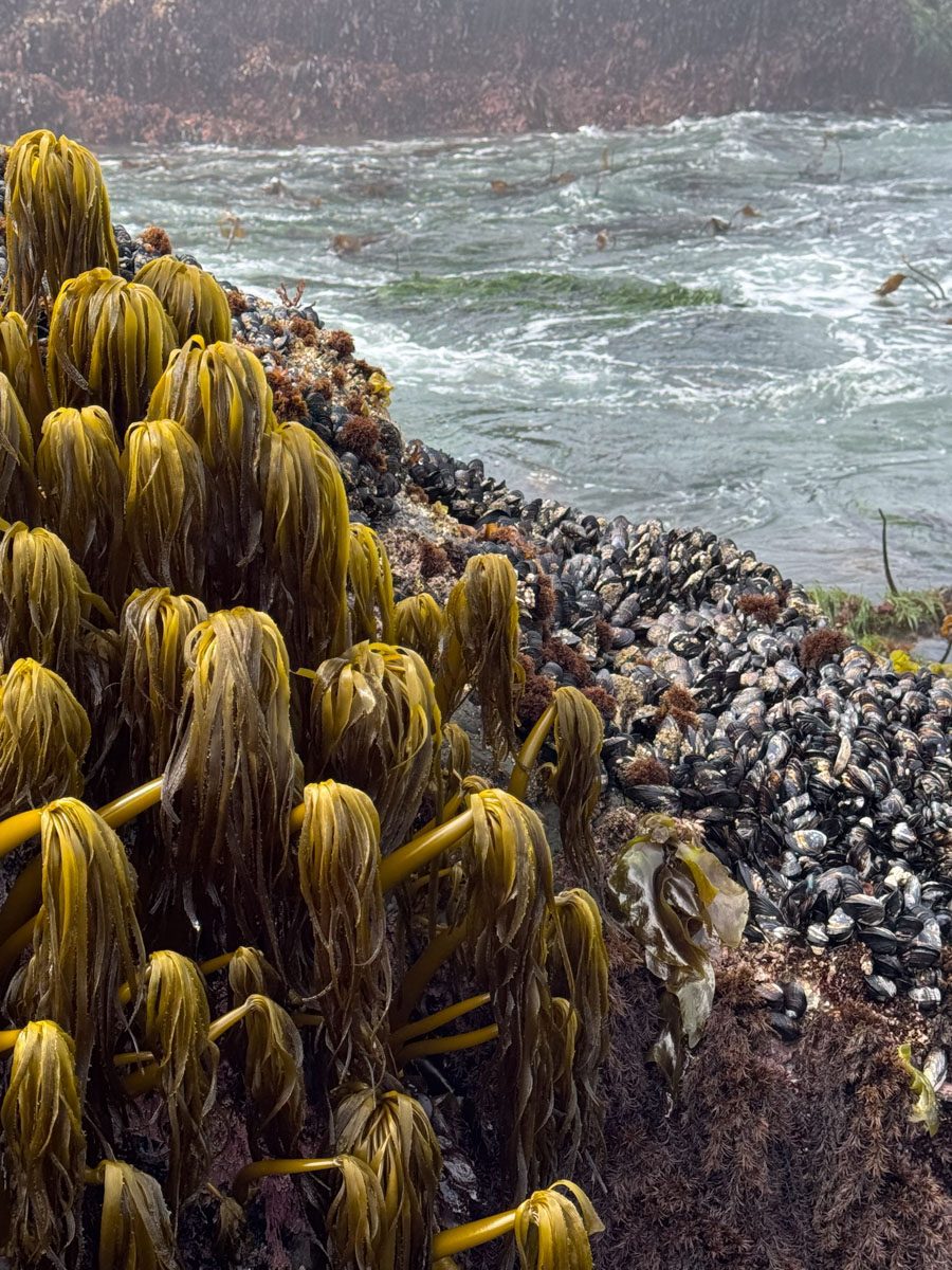 Sea palms on the rocks with surf breaking behind them at low water