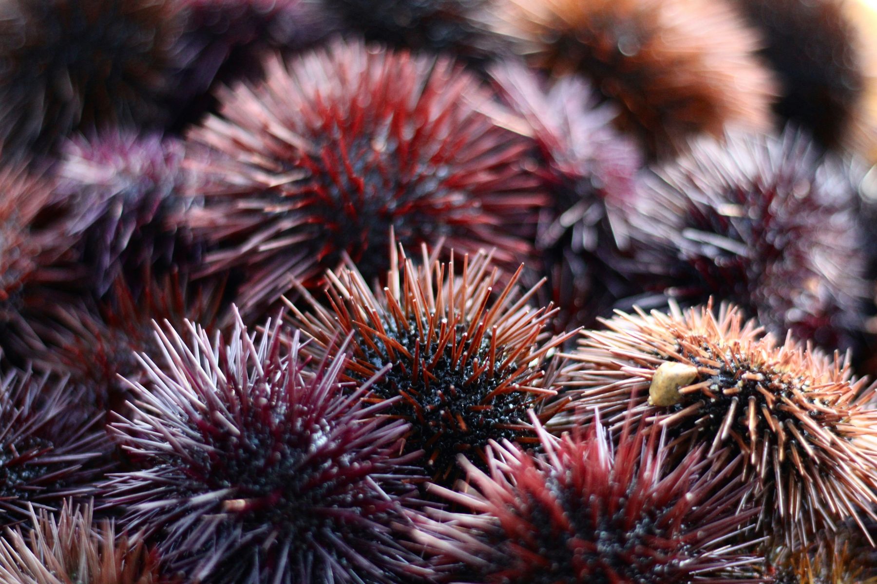 Sea urchins clustered in a tide pool
