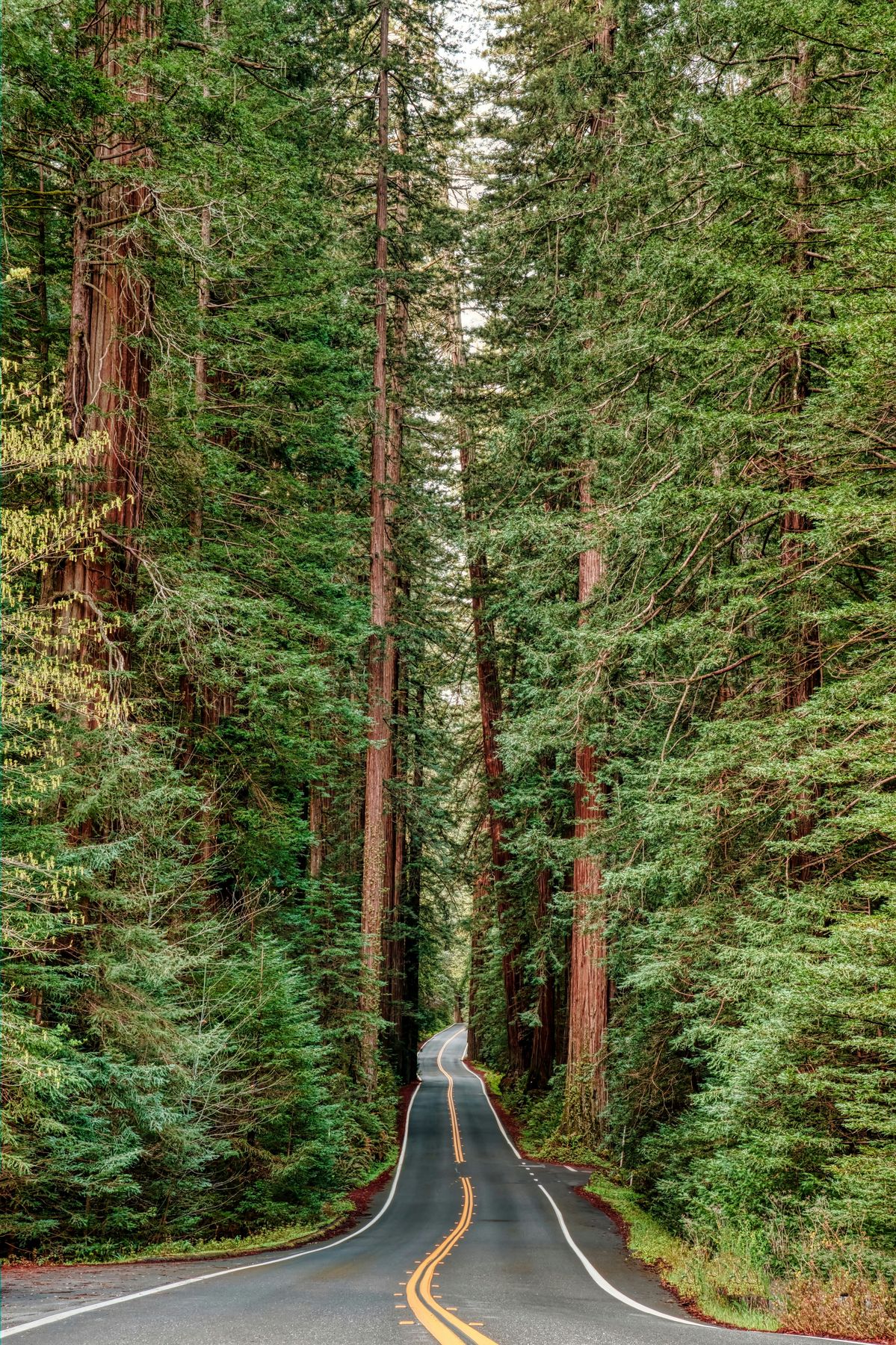 A road between very tall forest trees