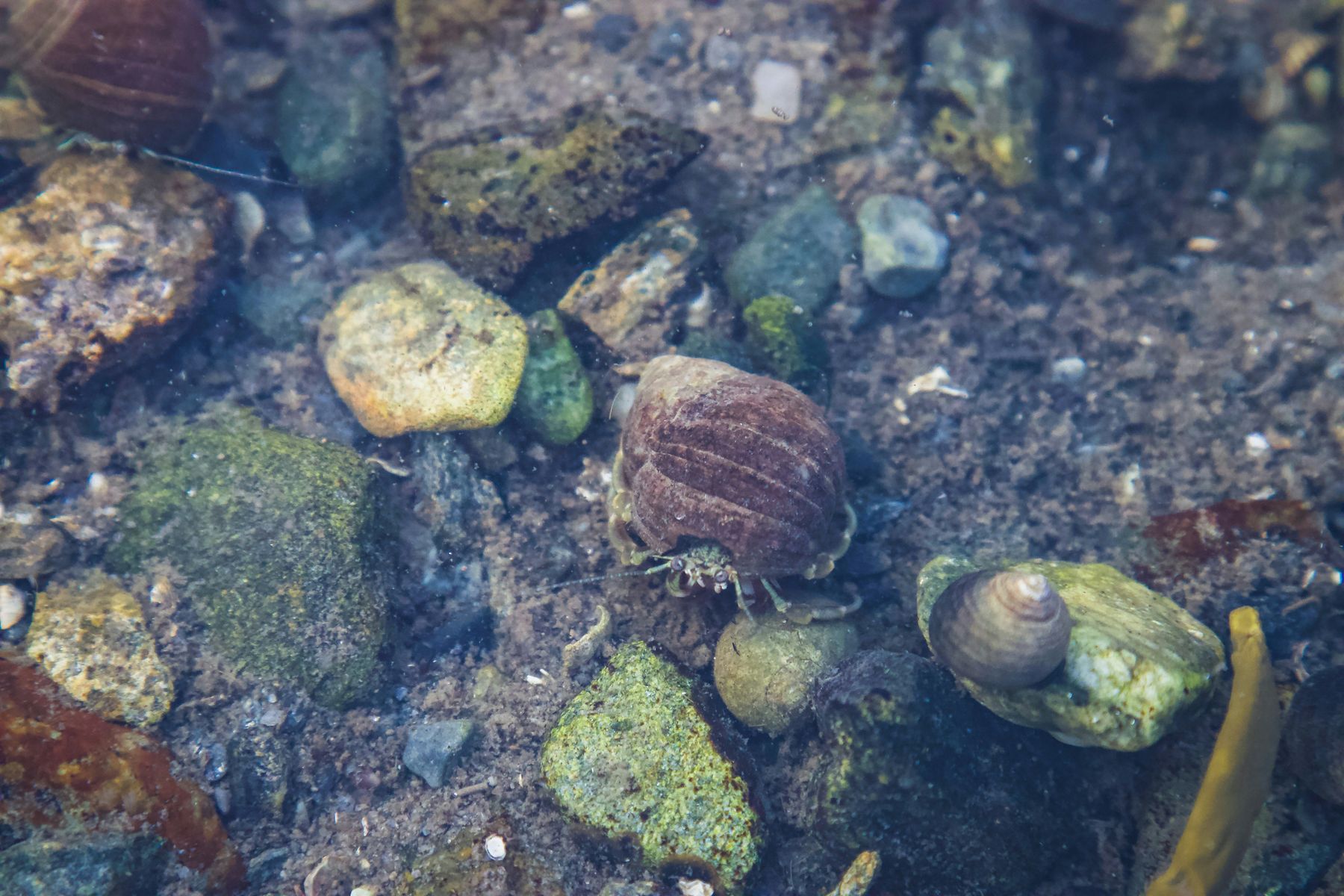 Snails and limpets among wet stones in a tide pool