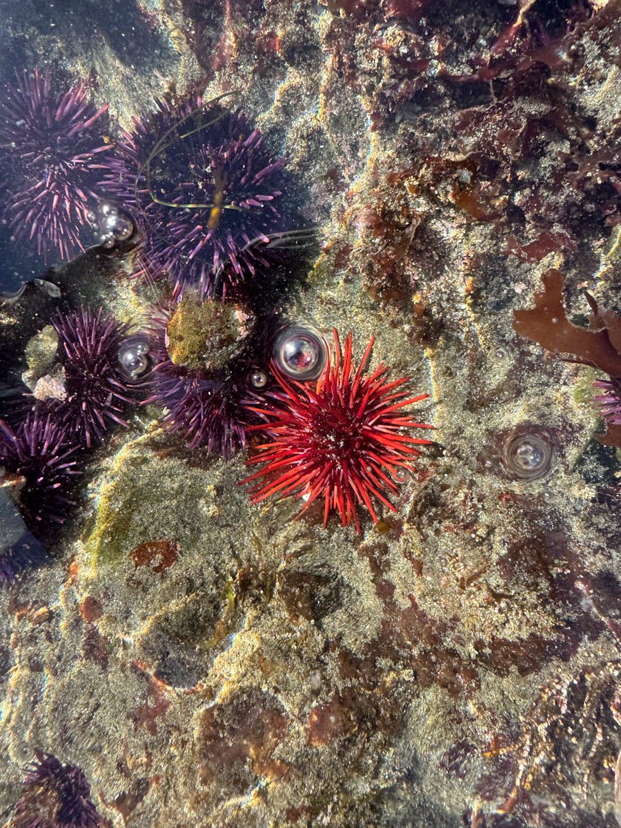 Purple and red sea urchins in a tide pool