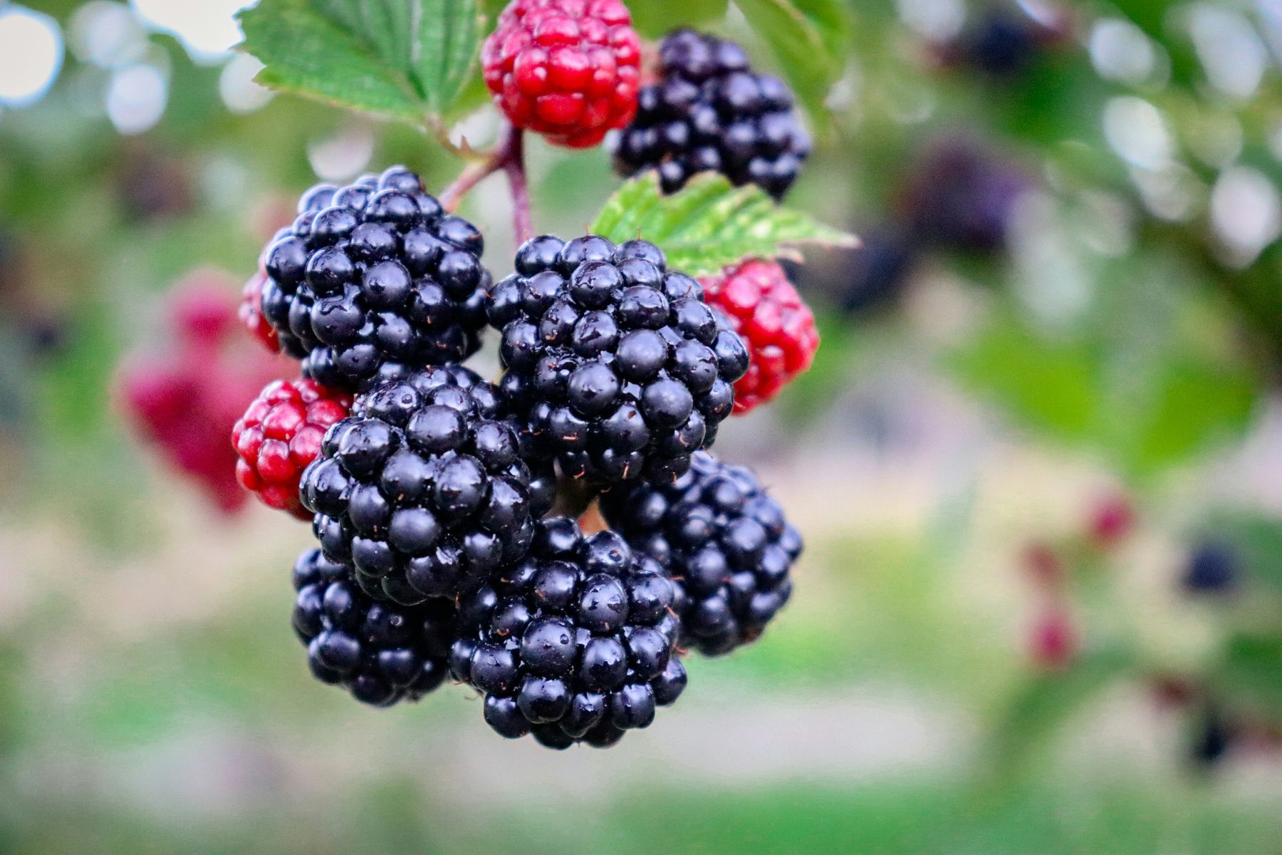 Ripe wild blackberries on the vine